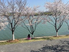-羊山湖公园