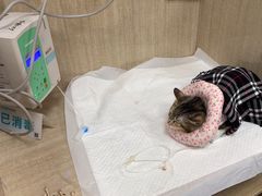 -北京观赏动物医院·24小时大型综合·猫专科·异宠专科