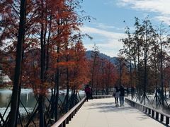 -千年银杏谷文化旅游区