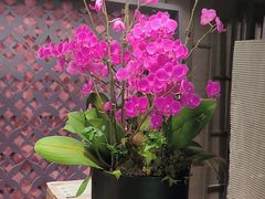 -LANN I 蘭 泰式古法按摩(徐家汇城开YOYO店)