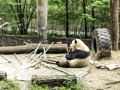 -都江堰中华大熊猫苑