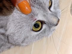 -美联众合动物医院(·中兽医·疑难杂症·严家桥分院)