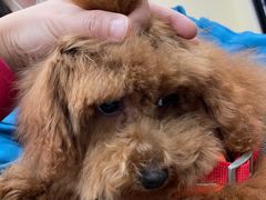 -安安宠医·安宠宠物医院