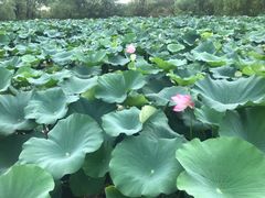 -长兴太湖图影湿地文化园