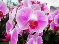 -三圣花乡旅游区