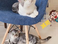 -喜多萌中农锦绣动物医院24H·猫科·牙科MRI·CT