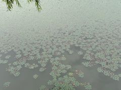 -鸣鹤古镇