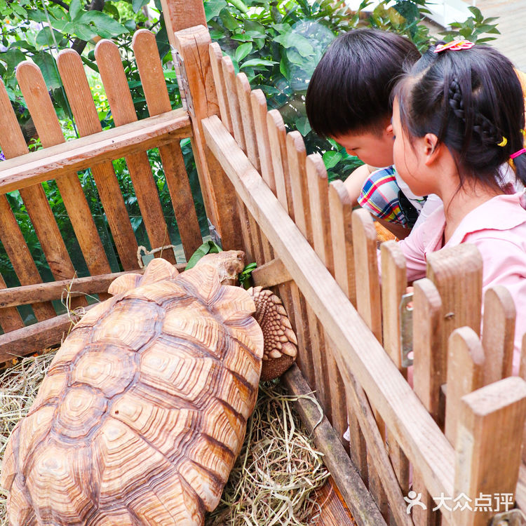 六一好去处 | 重庆首个超有意思的爬宠展🐸