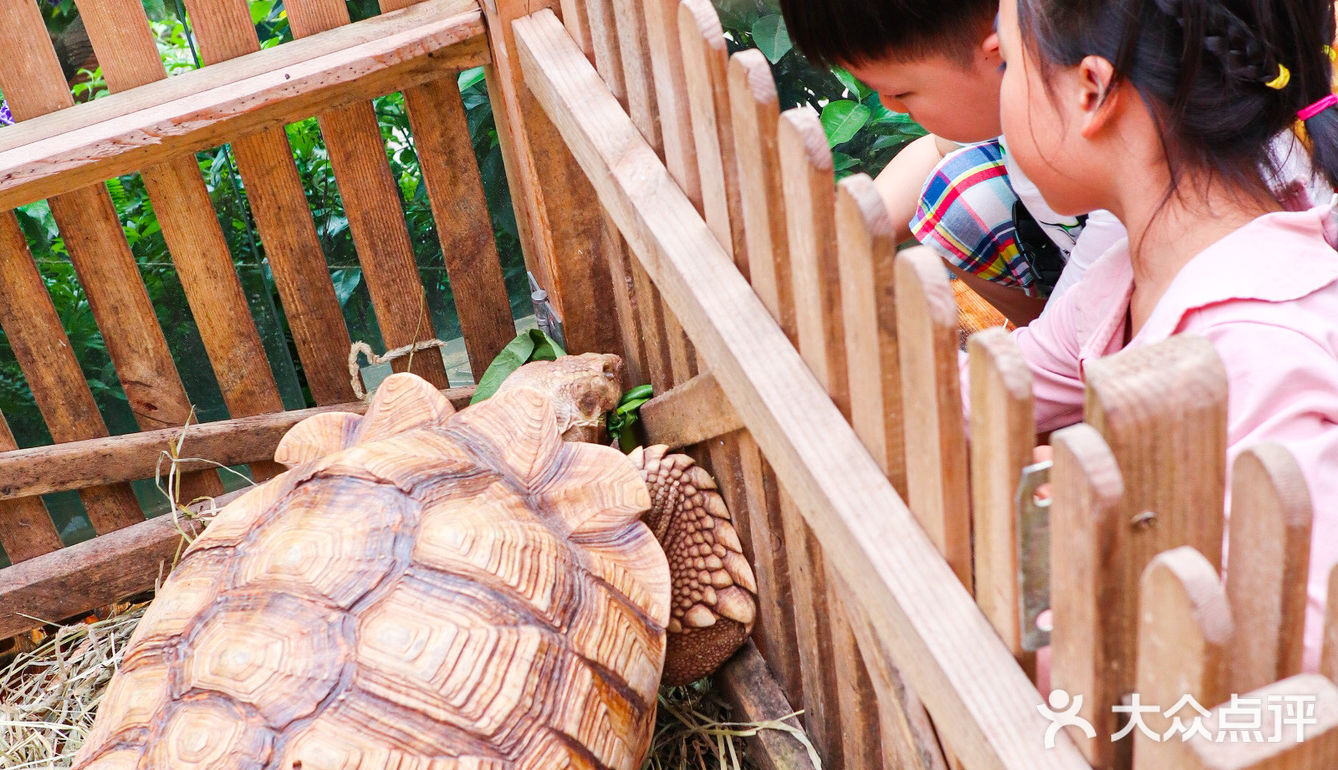 六一好去处 | 重庆首个超有意思的爬宠展🐸