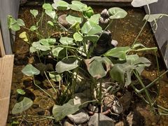 -邈墨茶馆(凤起路店)