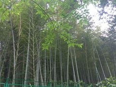 -上海佘山国家森林公园西佘山园