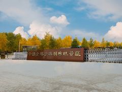 -金塔沙漠胡杨林景区