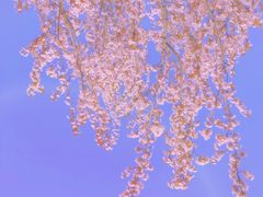 -陕西省西安植物园