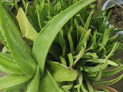 -南汇老顾农家乐采摘大团水蜜桃采摘店