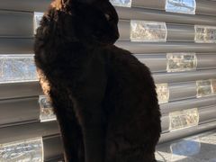 -喵屿·大理花园猫咖