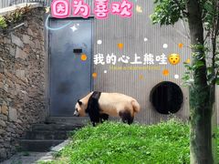 -卧龙中华大熊猫苑神树坪基地