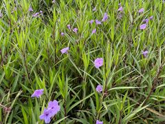 -汉长安城未央宫国家考古遗址公园