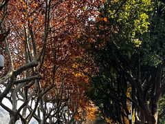 -宜兴龙背山森林公园