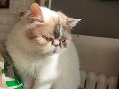 -平行世界·猫咖(首经贸店)