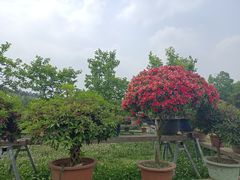 -秀丽东方