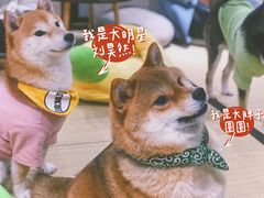 -逗柴咖啡屋·狗咖猫咖宠物桌游