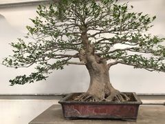 -石家庄市植物园