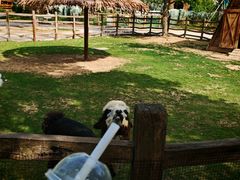 -祥源·阜阳生态乐园