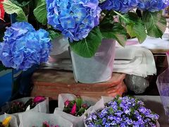 -朝来春花卉市场