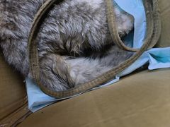 -宠颐生动物医院·猫科·心脏科(海口分院)