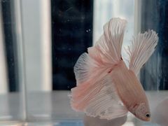 -青石桥花鸟鱼虫市场(叠翠城店)