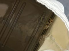 -酷以爬仙阁实体爬宠店·守宫·蜥蜴·专业繁育