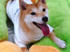-逗柴咖啡屋·狗咖猫咖宠物桌游