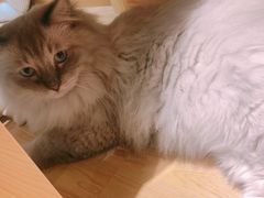 -滚猫咖啡·猫咖·猫友好撸猫(未来城店)