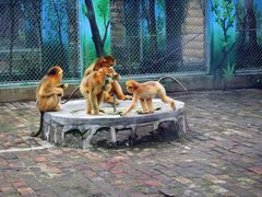 -西安秦岭野生动物园