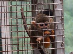 -西霞口神雕山野生动物世界