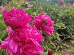 -黑龙江省森林植物园
