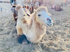 -青藏高原野生动物园