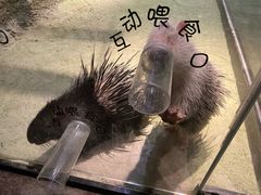 -zoonana室内动物园(东方福来德店)