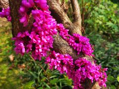 -重庆彩云湖湿地公园