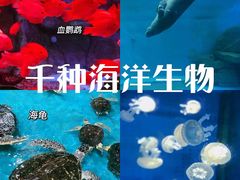 -泉城欧乐堡海洋极地世界