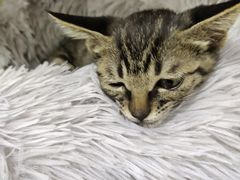 -佳雯宠物医院·皮肤科·内外科(春晓路分院)