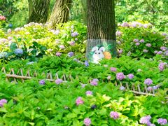 -上海共青森林公园