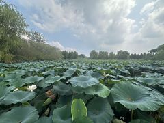 -梁鸿国家湿地公园