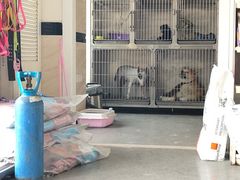 -安安宠医·安宠宠物医院