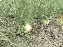 -中国天府农业博览园