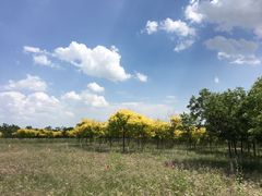 -西青郊野公园