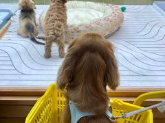 -帕帕拉兹宠物(亚洲旗舰店)