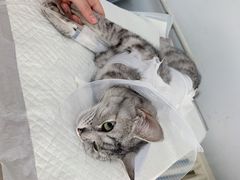 -北京观赏动物医院·24小时大型综合·猫专科·异宠专科