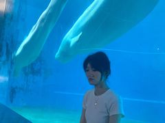 -芜湖新华联大白鲸海洋公园