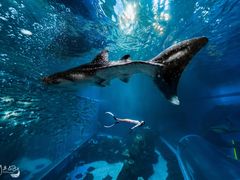 -成都浩海立方海洋公园
